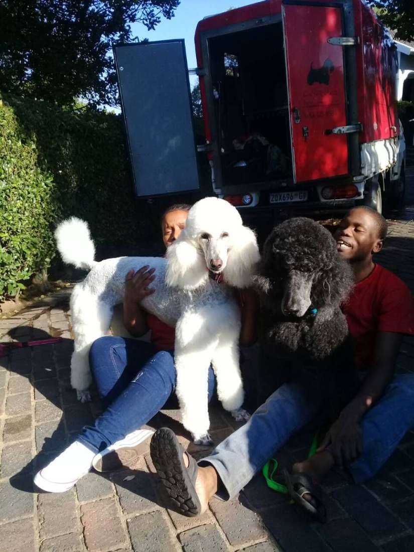 Groomed Black and White Poodles, Sandhurst, Gauteng Groomed Black and White Poodles, Sandhurst, Gauteng