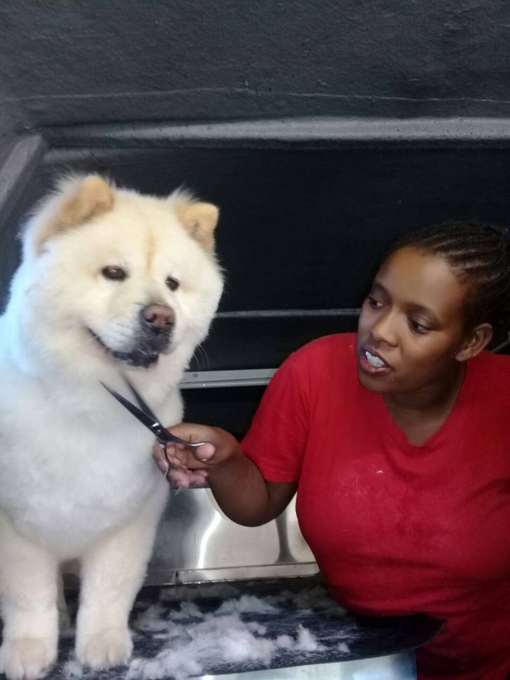 Chow Chow Grooming Session, Randpark Ridge Chow Chow Grooming Session, Randpark Ridge