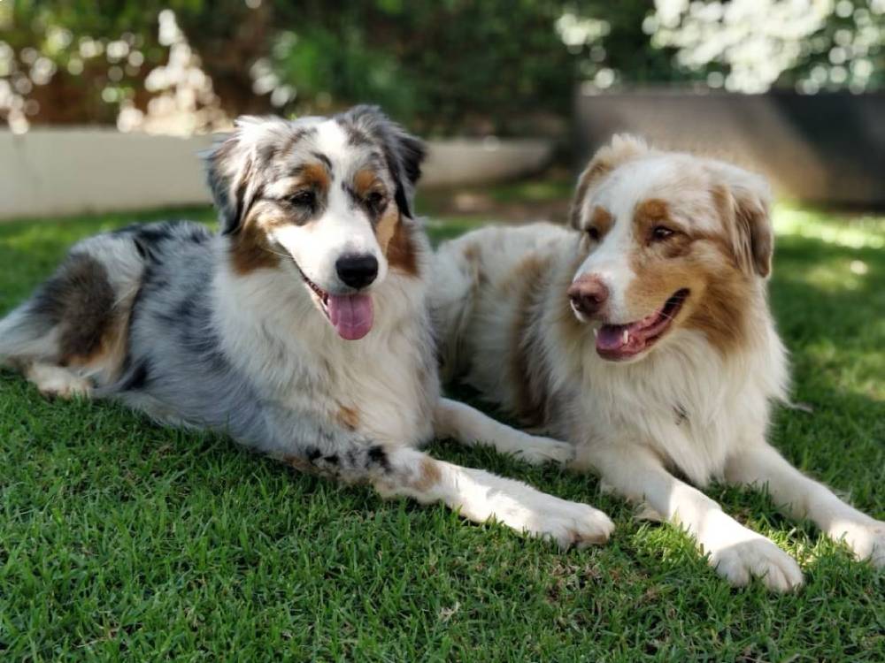 Groomed Australian Shepherds, Randpark Groomed Australian Shepherds, Randpark