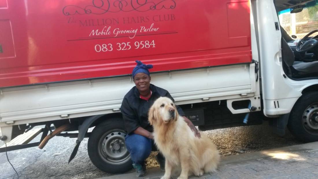 Golden Retriver After Grooming Session Jukskei Park Golden Retriver After Grooming Session Jukskei Park