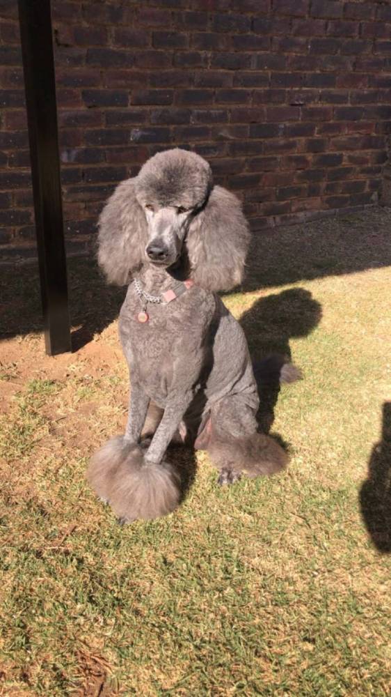 Groomed Grey Poodle Illovo, Gauteng Groomed Grey Poodle Illovo, Gauteng