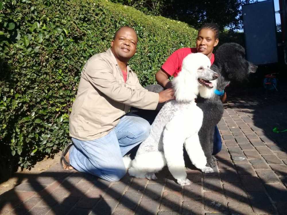 Groomed Grey and White Poodle Johannesburg North Groomed Grey and White Poodle Johannesburg North