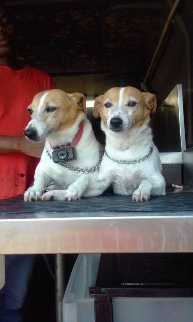 Groomed Jack Russell Terriers Forest Town, Gauteng Groomed Jack Russell Terriers Forest Town, Gauteng