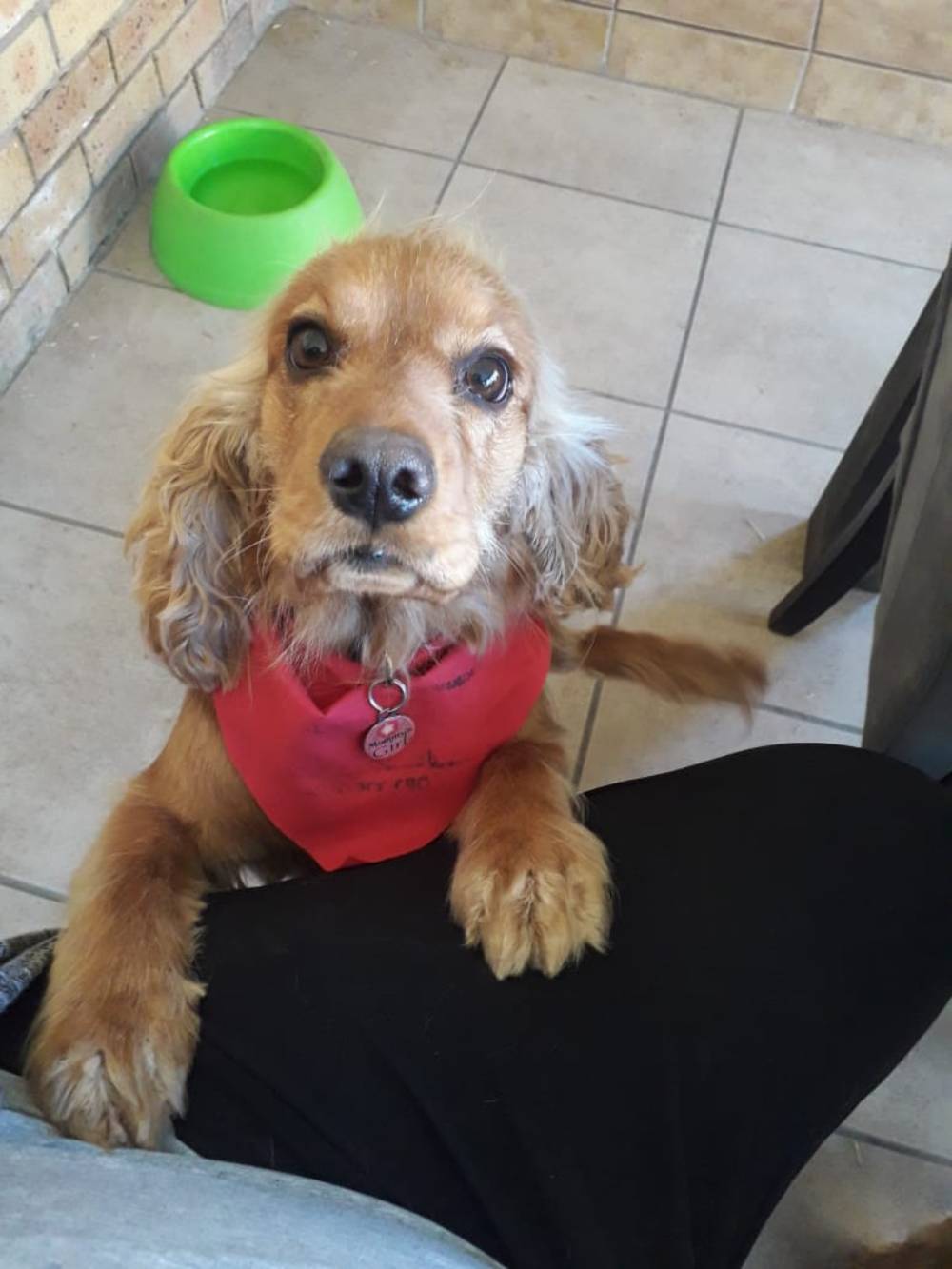 Groomed English Cocker Spaniel Kyalami Groomed English Cocker Spaniel Kyalami