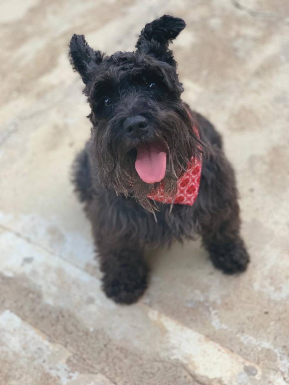 Groomed Scottish Terrier Johannesburg North Groomed Scottish Terrier Johannesburg North