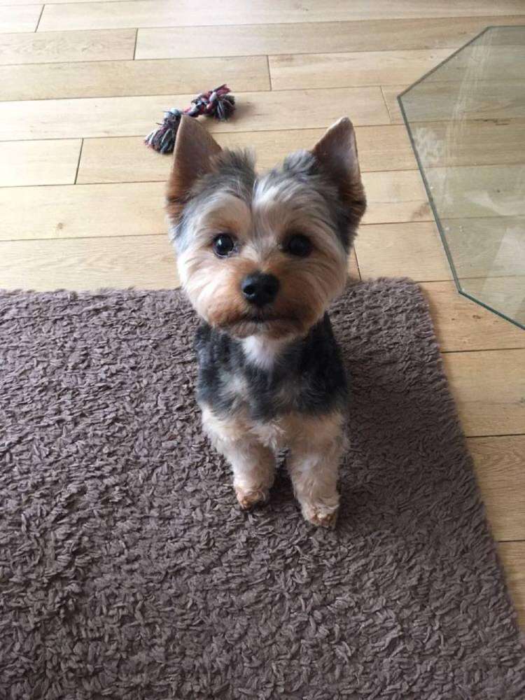Groomed Yorkshire Terrier Kew Groomed Yorkshire Terrier Kew