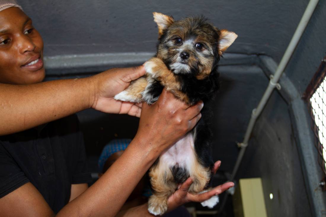 Yorkshire Terrier Pet After Grooming Bramley, Gauteng Yorkshire Terrier Pet After Grooming Bramley, Gauteng