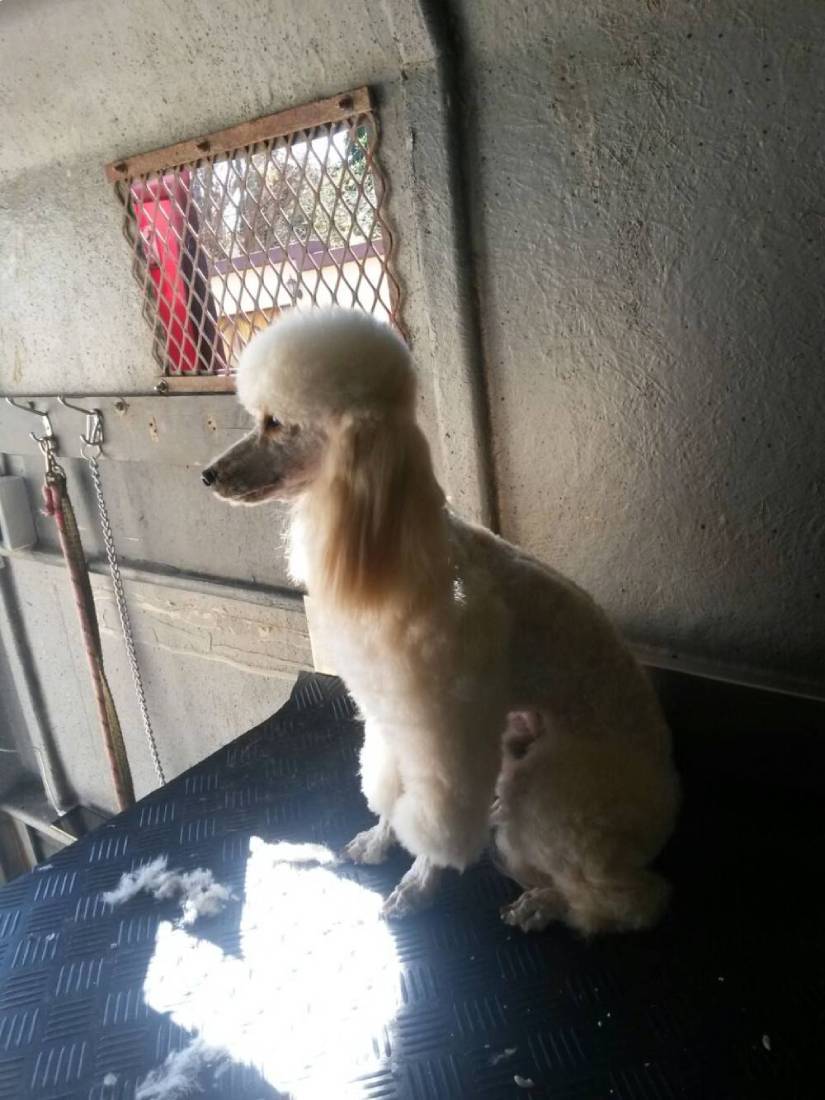 Poodle Grooming Shave Craighall Poodle Grooming Shave Craighall