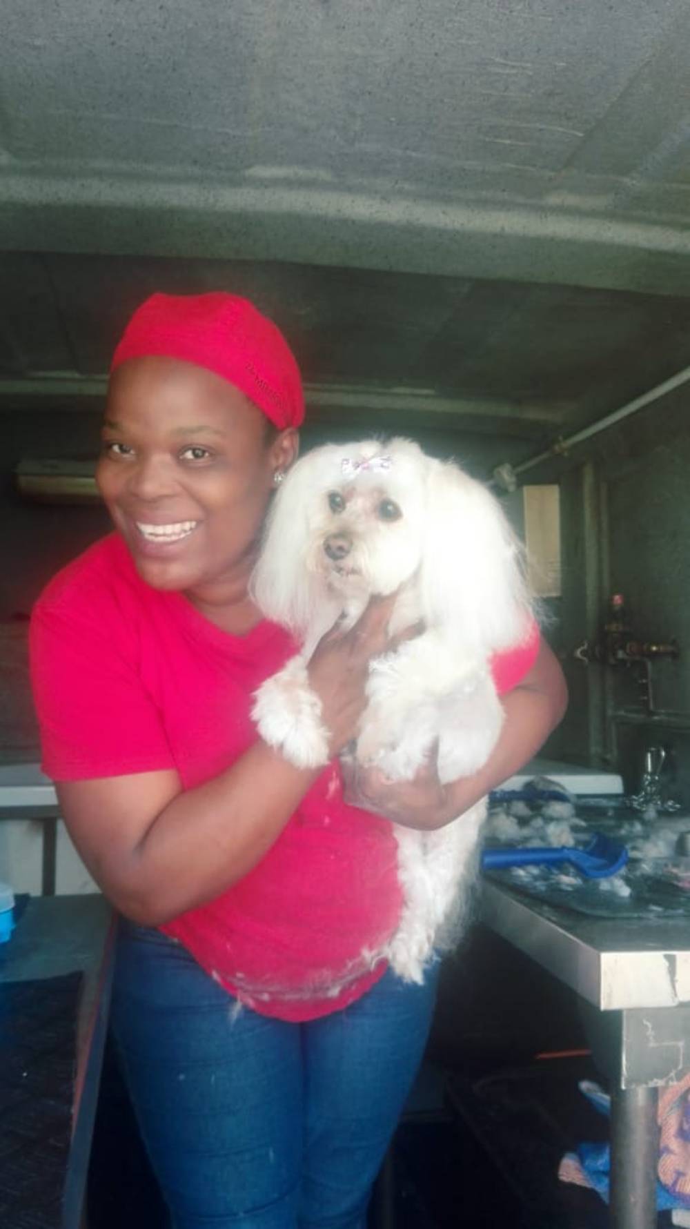 Maltese Puppy Posing After Grooming Ferndale, Gauteng Maltese Puppy Posing After Grooming Ferndale, Gauteng