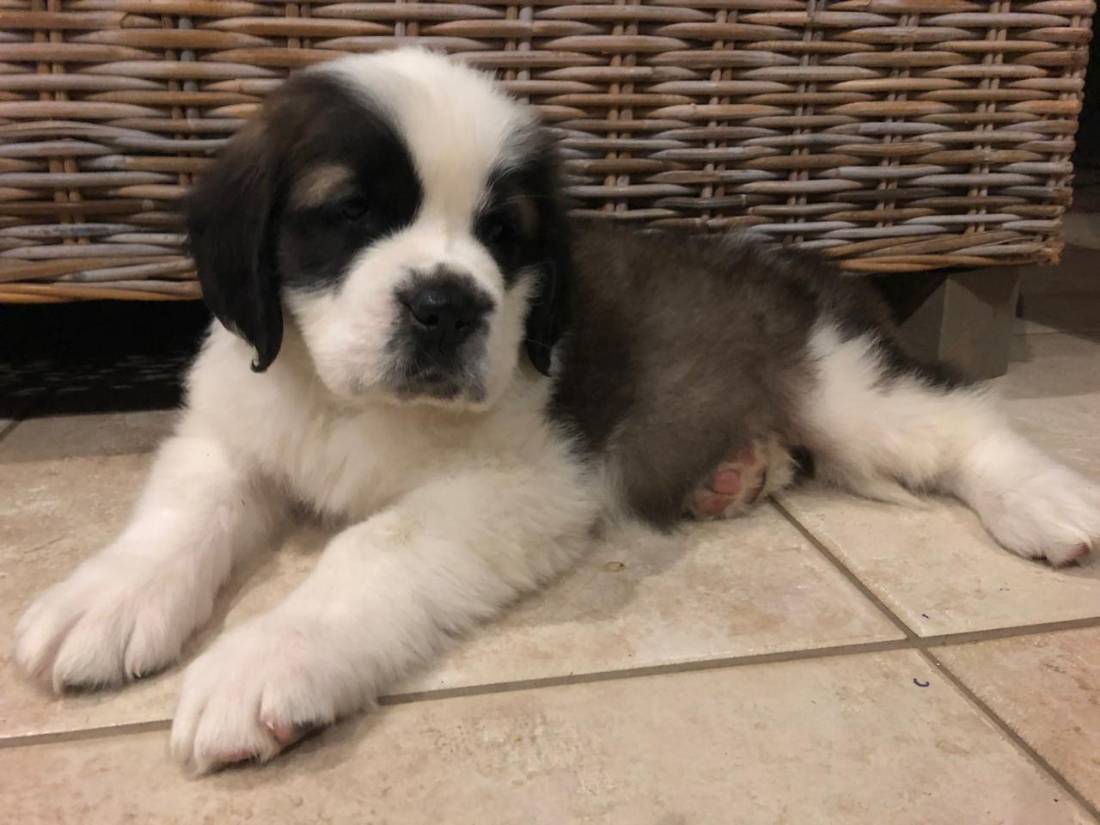 Groomed Saint Bernard Puppy Hyde Park Groomed Saint Bernard Puppy Hyde Park