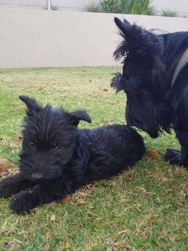Groomed Scottish Terrier and Puppy Hyde Park Groomed Scottish Terrier and Puppy Hyde Park