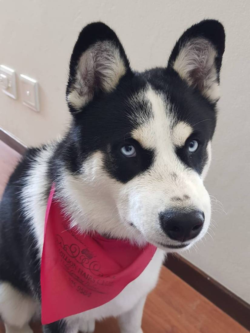 Groomed Siberian Husky Johannesburg South Groomed Siberian Husky Johannesburg South