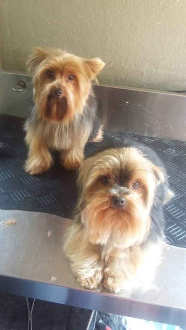 Groomed Yorkshire Terriers Lonehill Groomed Yorkshire Terriers Lonehill