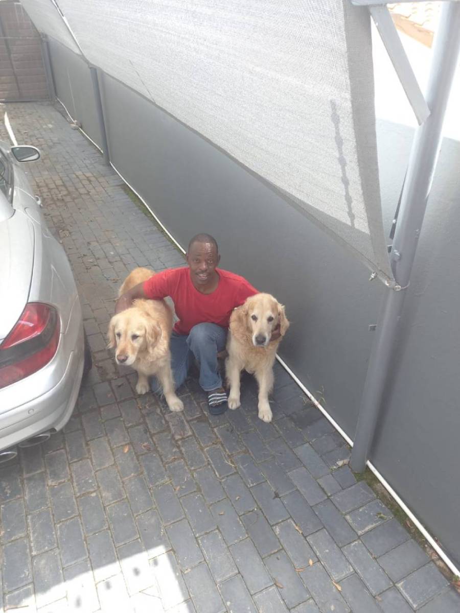 Groomed Golden Retriever Pups in Fairlands Groomed Golden Retriever Pups in Fairlands