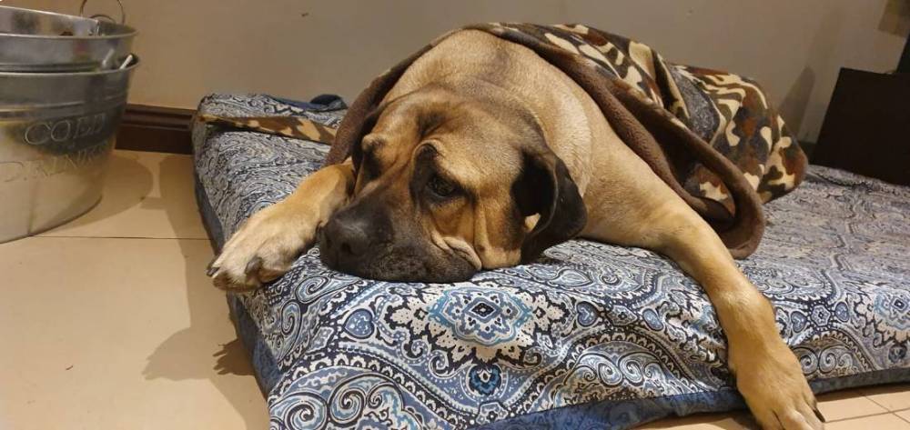 Resting Groomed Dog in Edenvale Resting Groomed Dog in Edenvale