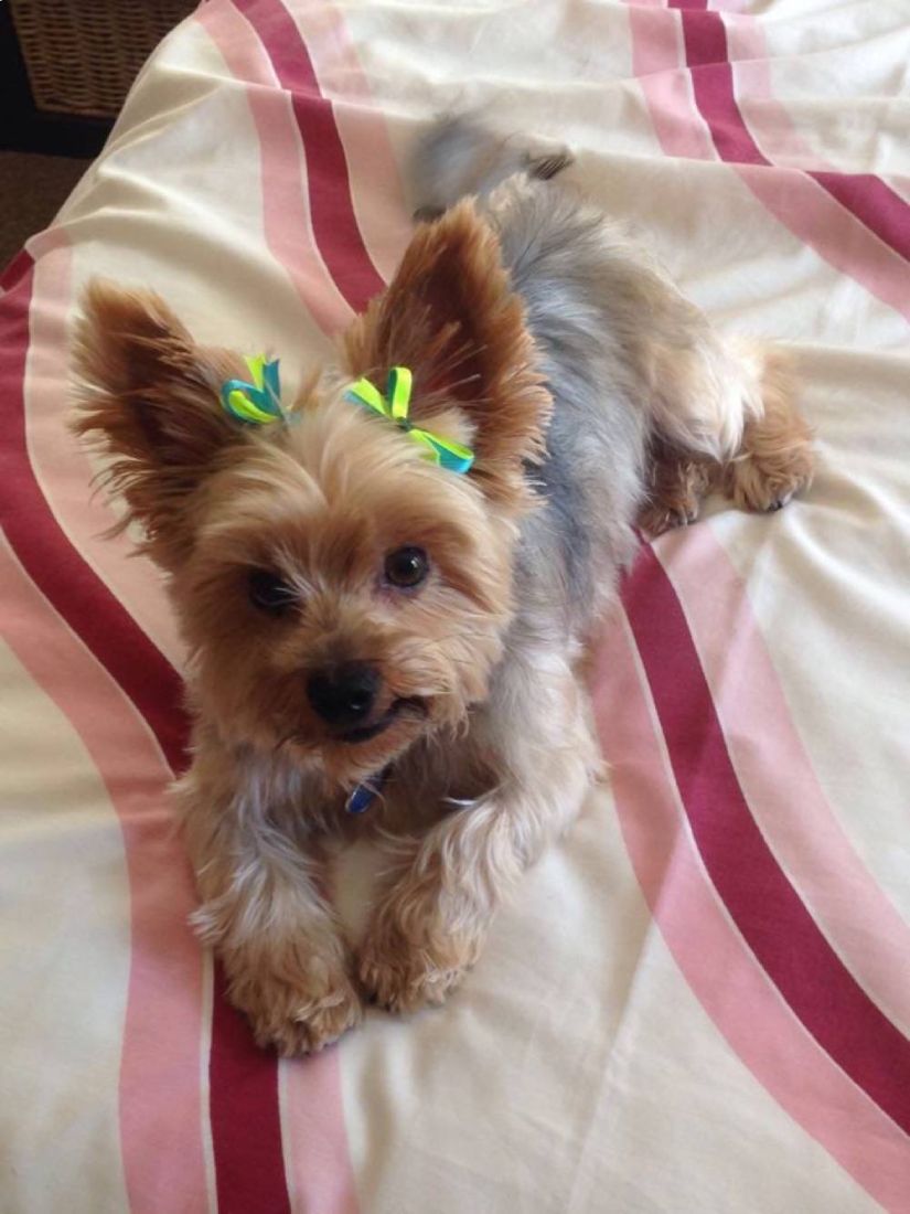Groomed Yorkshire Puppy, Sundowner Groomed Yorkshire Puppy, Sundowner